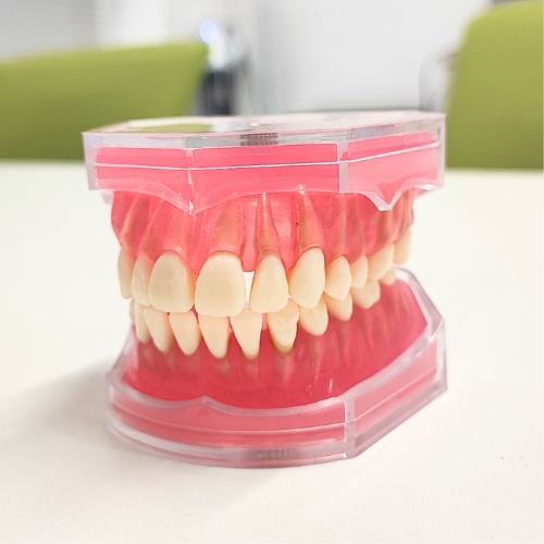 訪問歯科｜株式会社アシスタンス